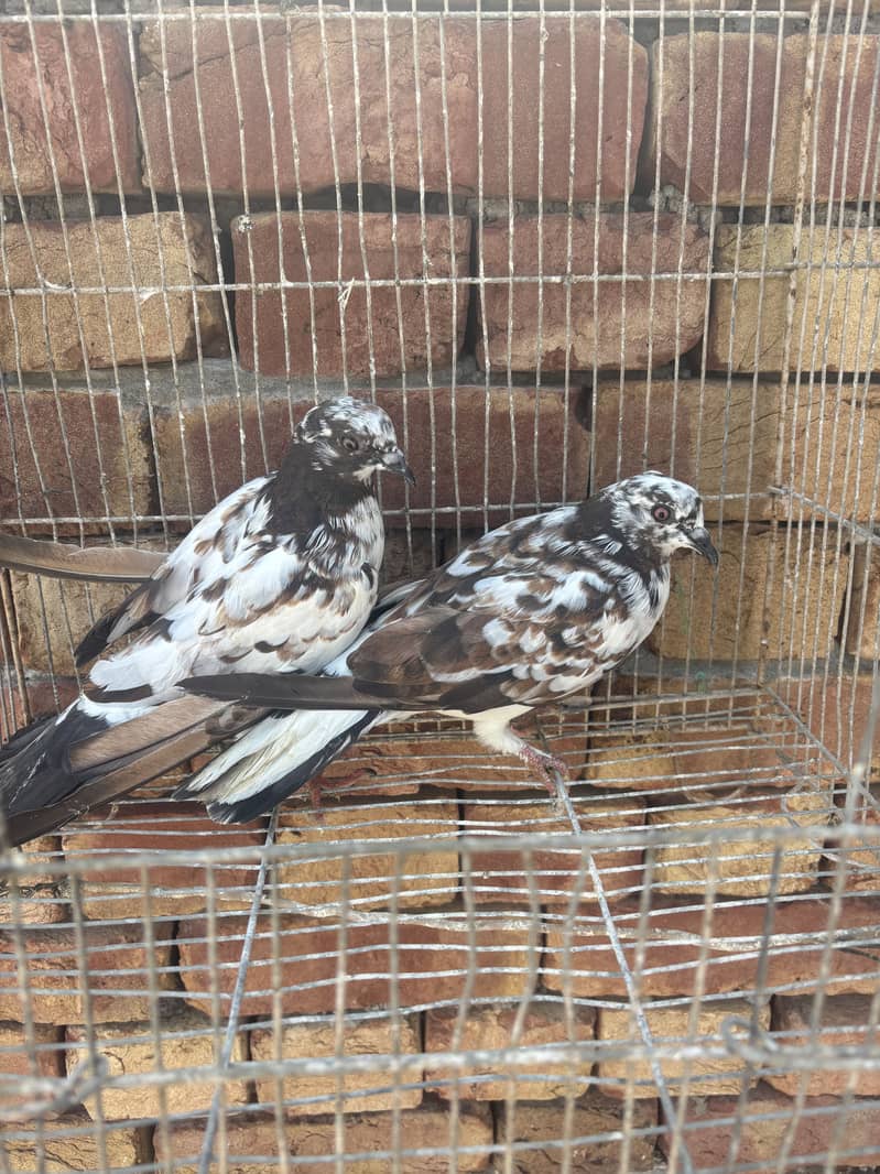pigeons 0