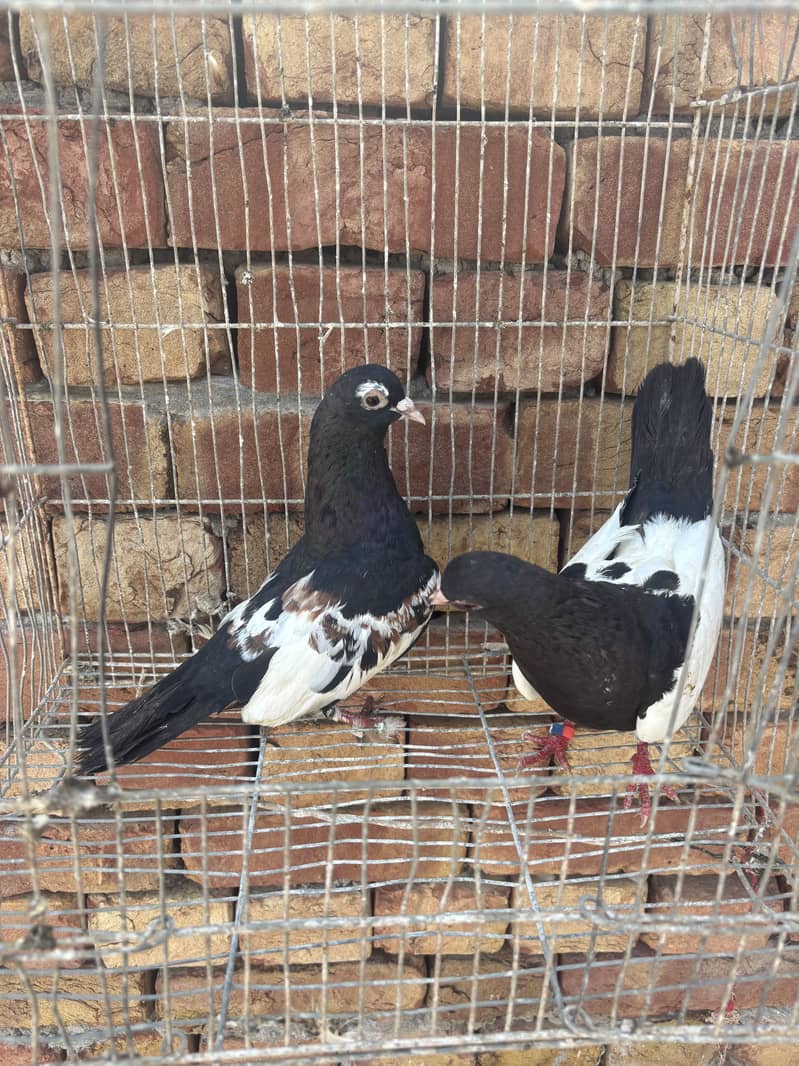 pigeons 1