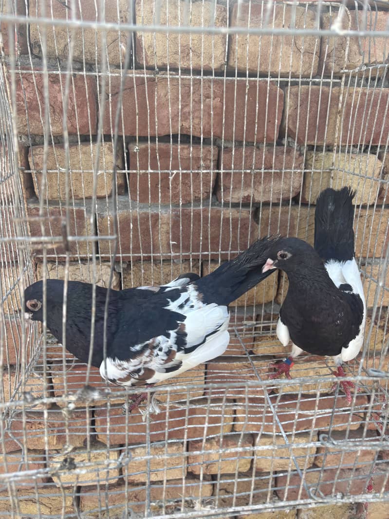 pigeons 2