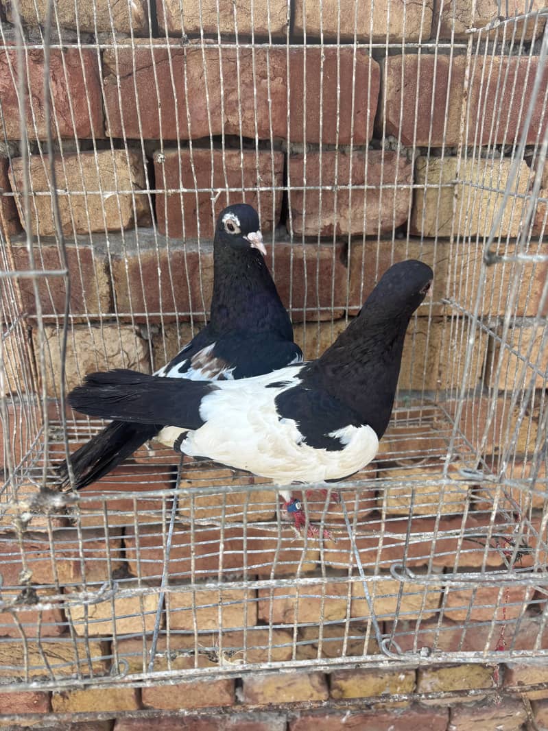 pigeons 3
