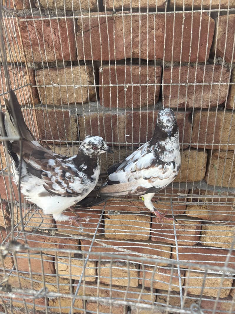 pigeons 4