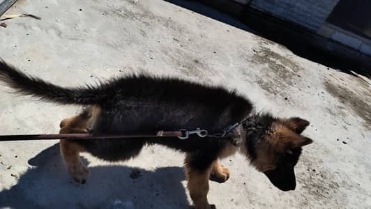 German shepherd Puppy up for adoption
