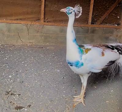 White Pied Peacock For Sale
