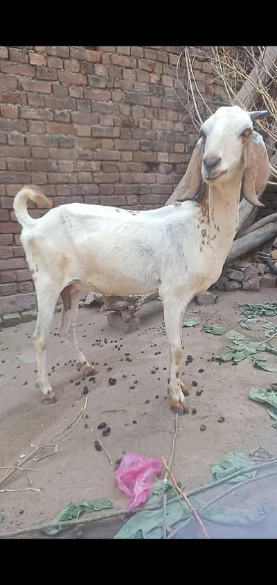 rakhny wali bakri ha