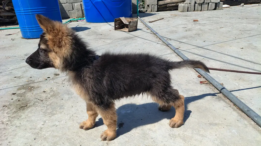 Purebred German Shepherd Puppies – 11 Weeks, Vaccinated – Abbottabad — photo 3