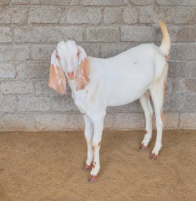 Desi Bakra khassi quarbni 2027