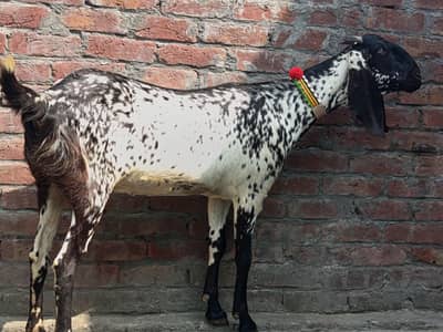 gaban bakri