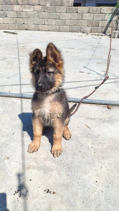 German shepherd Puppy up for adoption