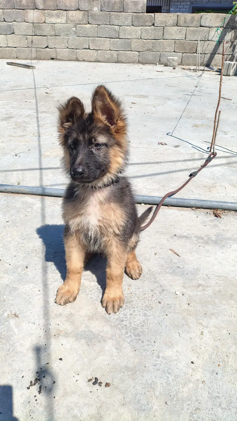 Purebred German Shepherd Puppies – 11 Weeks, Vaccinated – Abbottabad