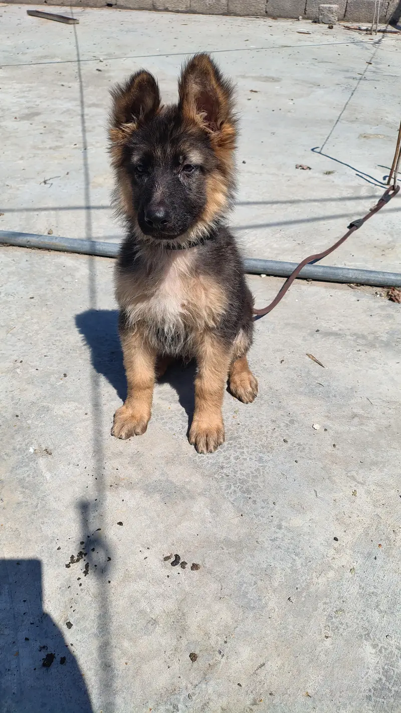 Purebred German Shepherd Puppies – 11 Weeks, Vaccinated – Abbottabad — photo 4