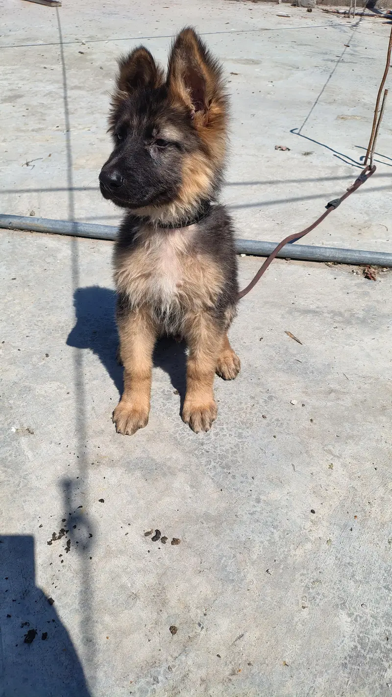 Purebred German Shepherd Puppies – 11 Weeks, Vaccinated – Abbottabad — photo 5