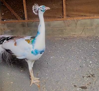 White Pied Peacock Male For Sale