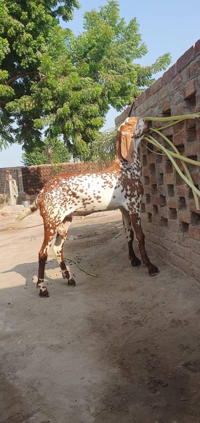 Makhi cheena bkra