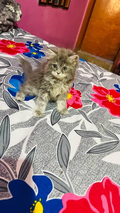 Persian kitten for sale