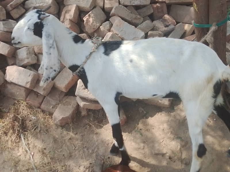 Desi patha 3