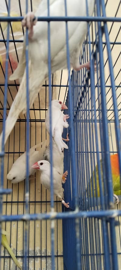 breeder pair