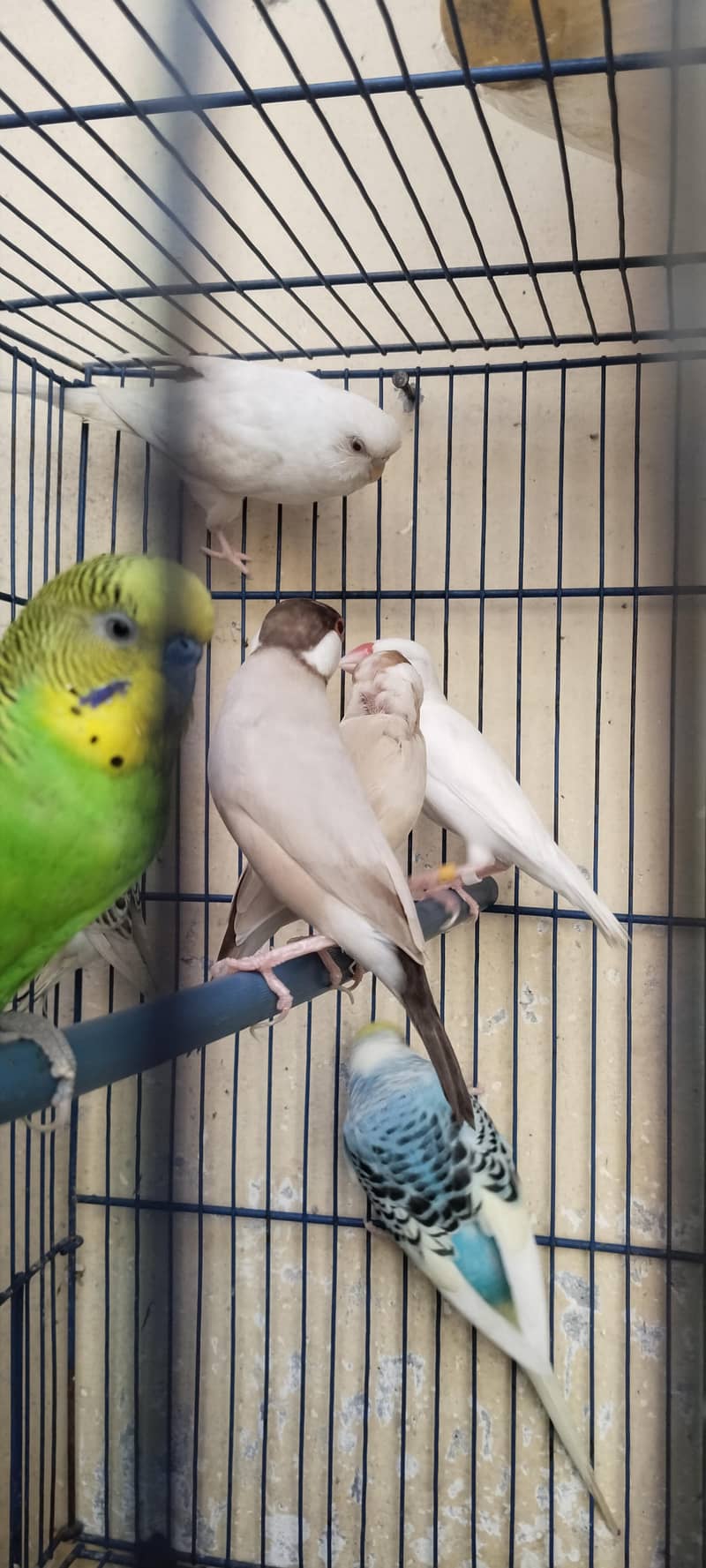 breeder pair 1