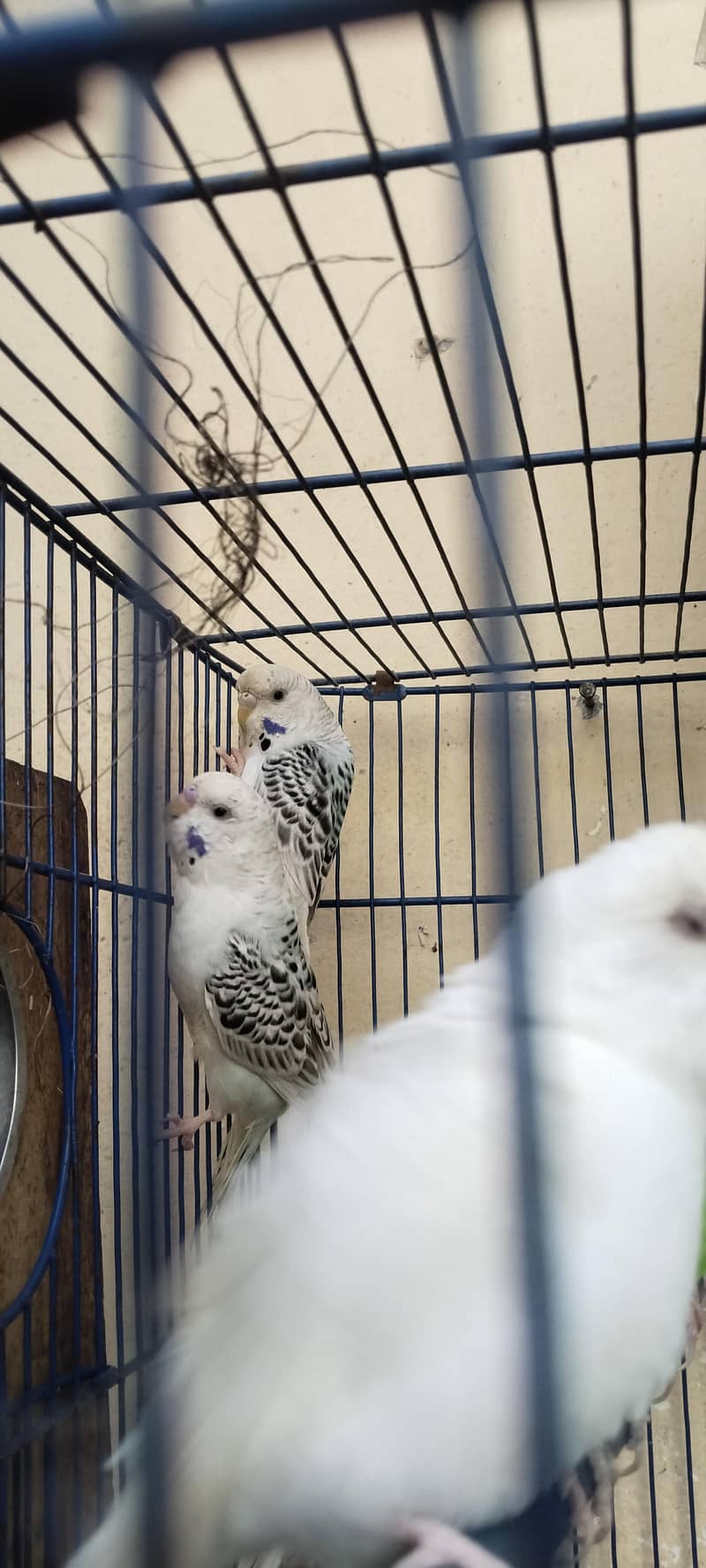 breeder pair 2