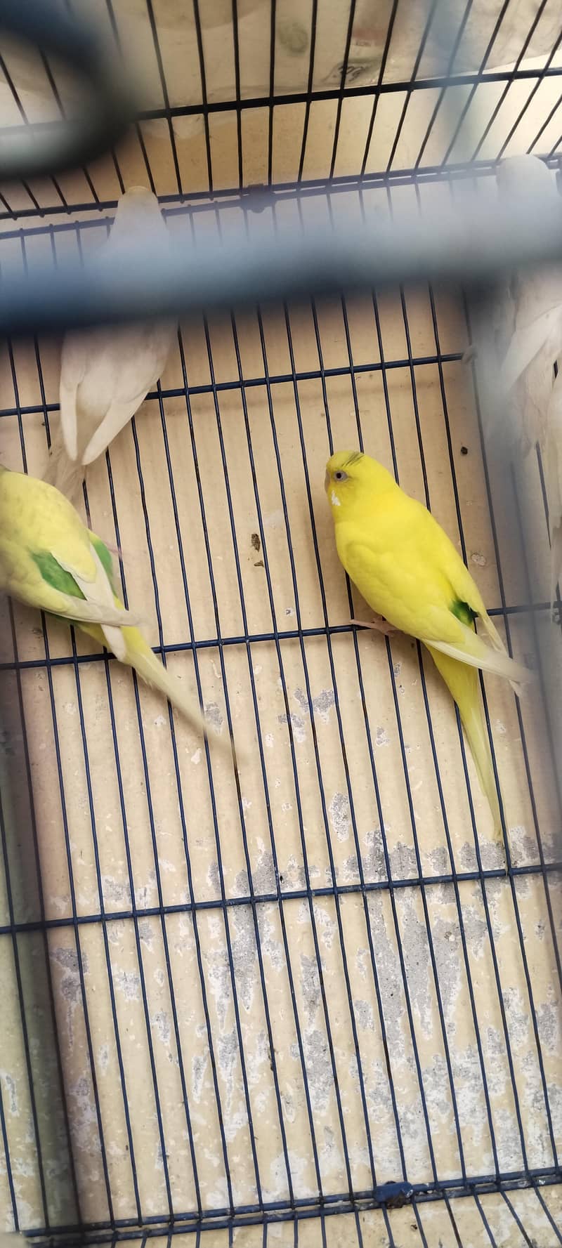 breeder pair 3