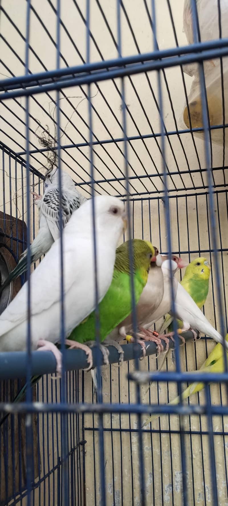 breeder pair 4