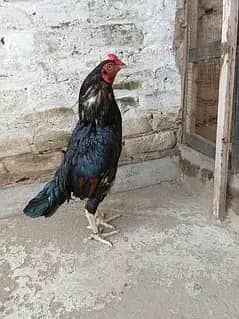 muska lasani