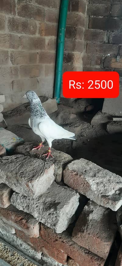 Kabuter for sale/ Pigeons for sale