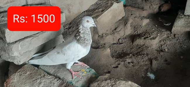 Kabuter for sale/ Pigeons for sale