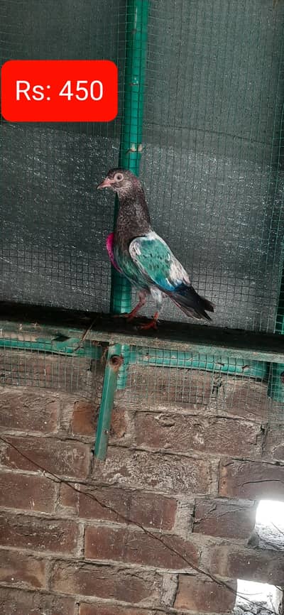 Kabuter for sale/ Pigeons for sale
