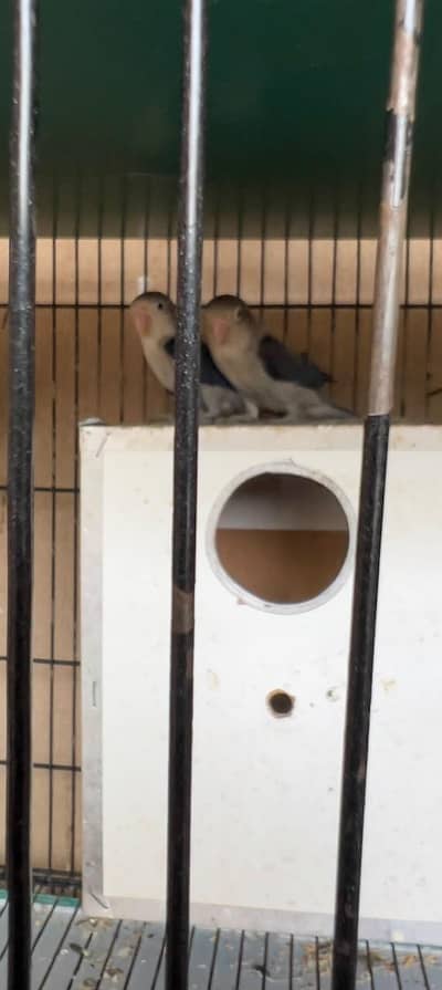 blue fishery love birds for sale