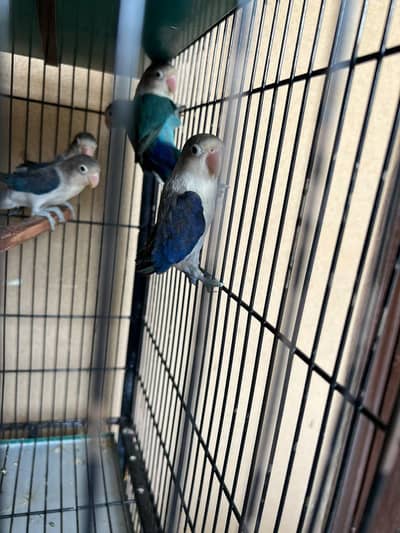 blue fishery love birds for sale