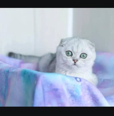 Scottish fold kittin for sell. 0313 4935014