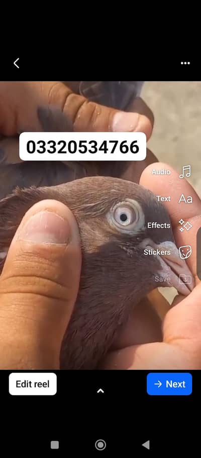 Indian surkhy bachy for sale munasib price may 100 percent resulted