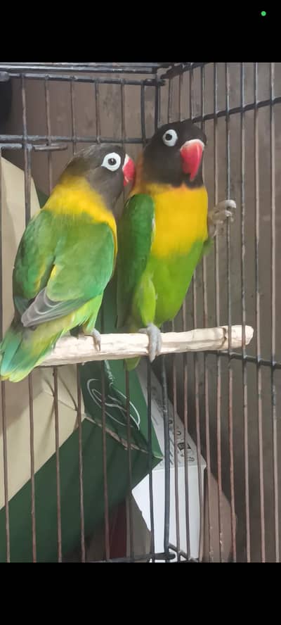 black mask  breeder pair