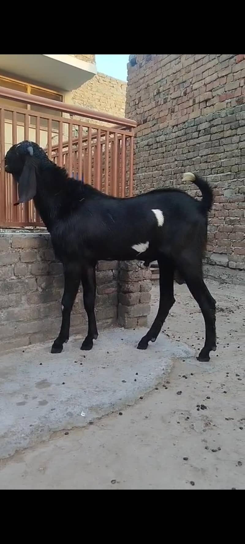 breeder 0