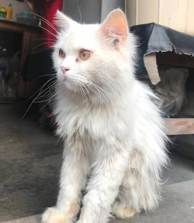 Persian cat triple coated