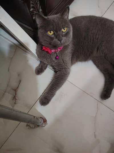 A cat french breed for sale