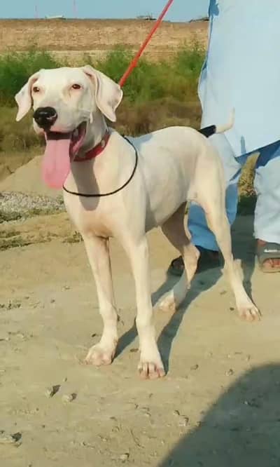 pure bully female age 4 month For sale