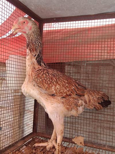 shamo huge size females