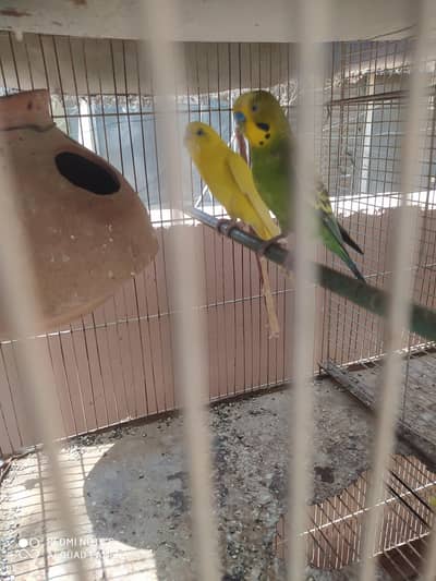 bajris perotts available