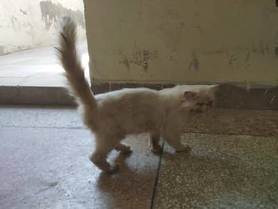 Piki Face Cat Extreme punch face haircut kar vay ha