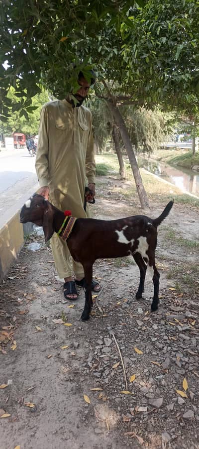 naagri path achi chiz h