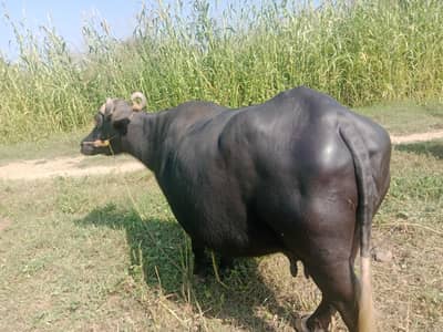 koi masla ne ha banass ma