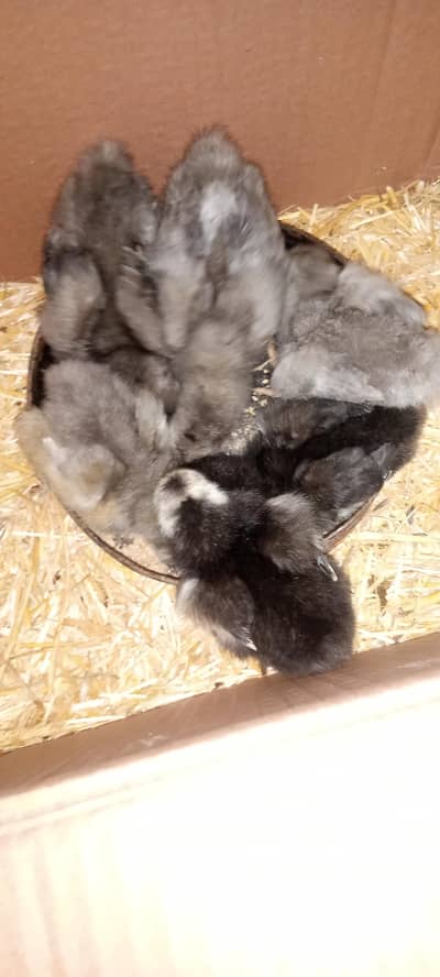 light sussex chicks for sale
