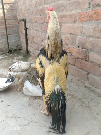 Aseel best quality 03040585452