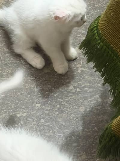 Cats Persian