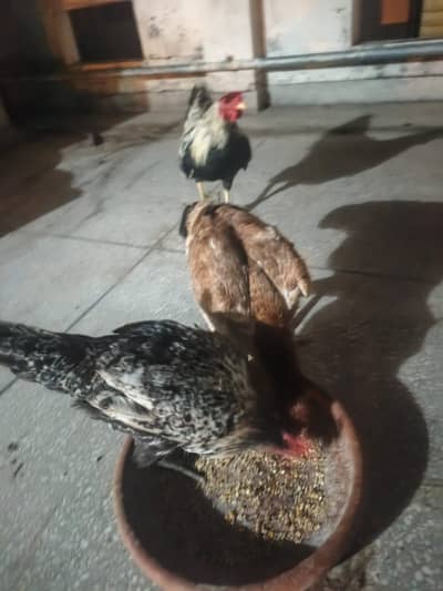 1 pure desi Roster 1 pure aseel hen 1 misri hen for sale