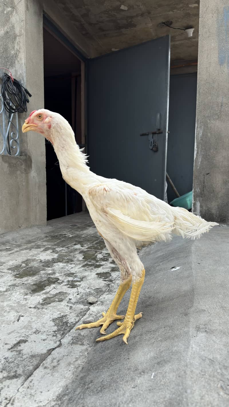 4.5 age patha available 0