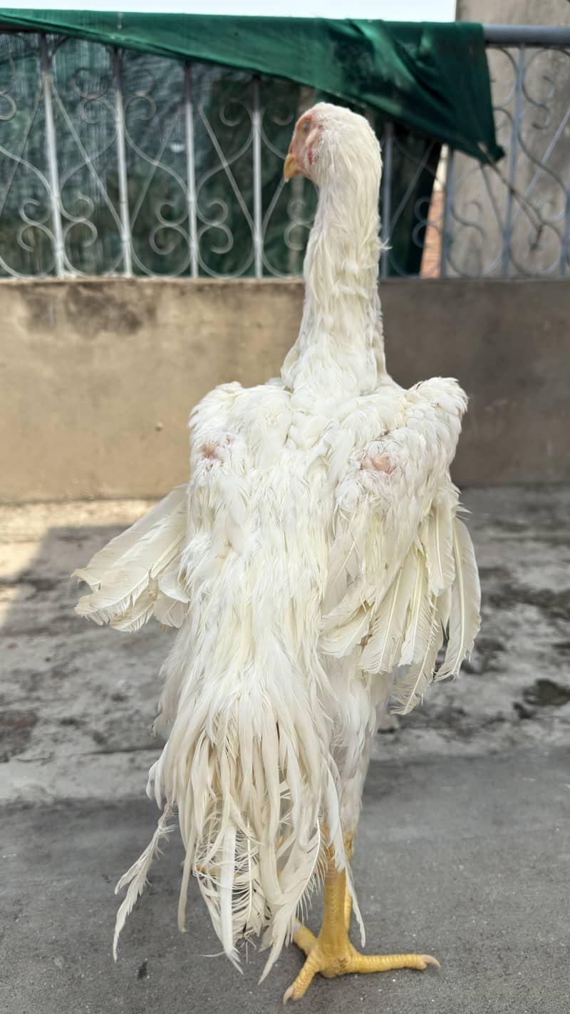 4.5 age patha available 1
