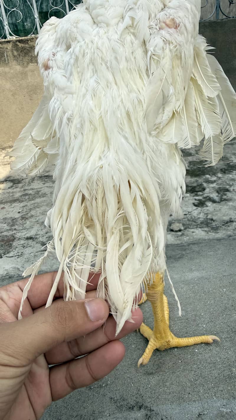 4.5 age patha available 3