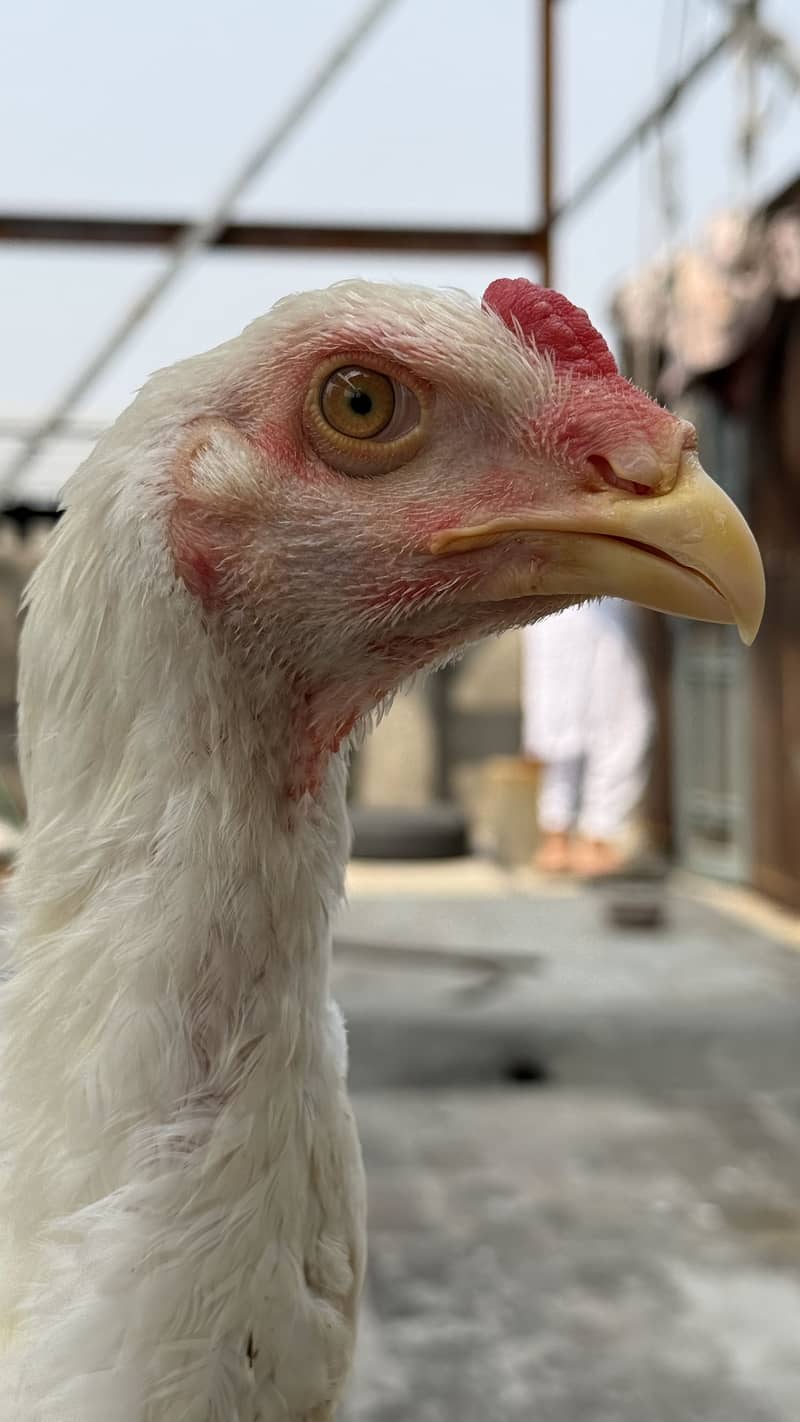 4.5 age patha available 5